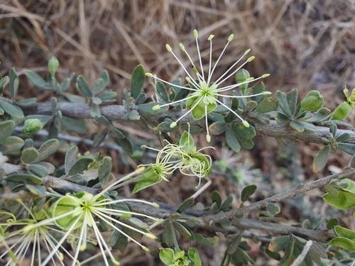 Maerua parvifolia image