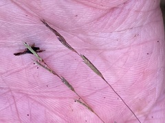 Eragrostis refracta