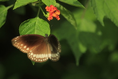 Euploea core