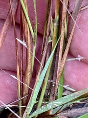 Eragrostis refracta