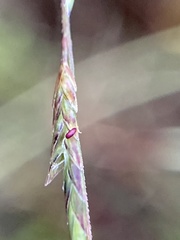 Eragrostis refracta