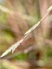 Eragrostis refracta