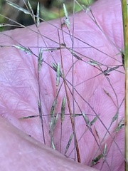 Eragrostis refracta