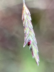 Eragrostis refracta