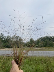Eragrostis refracta