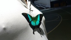Papilio buddha