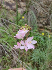 Ixia longituba