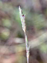 Eragrostis refracta