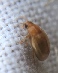 Rhyzobius litura
