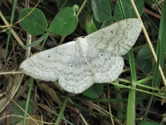Scopula incanata