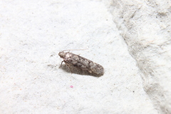 Chionodes thoraceochrella