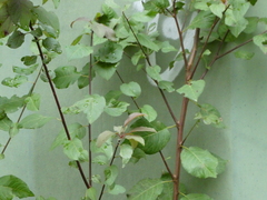 Prunus × fruticans