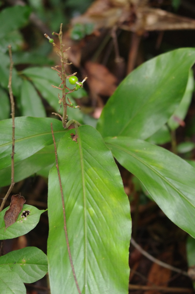Alpinia chinensis (Alpinia chinensis)