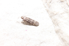 Chionodes thoraceochrella