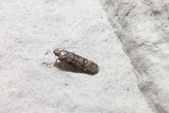 Chionodes thoraceochrella