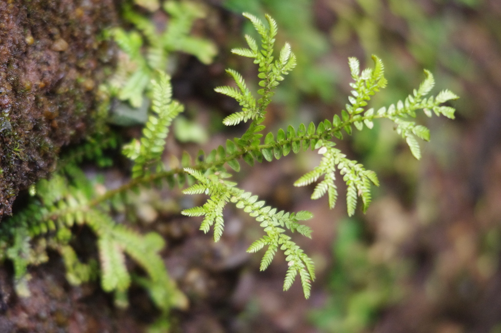 Selaginella effusa (Selaginella effusa)