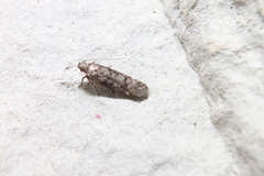 Chionodes thoraceochrella