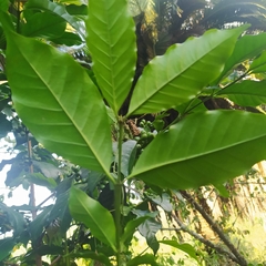 Coffea canephora