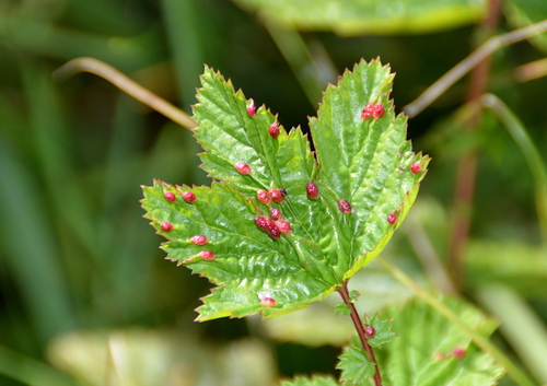 Dasineura ulmaria