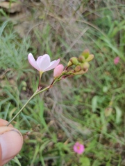 Ixia longituba