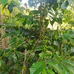 Coffea canephora