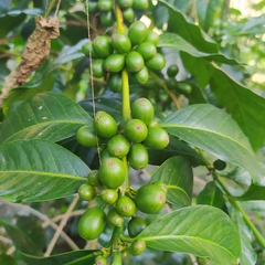 Coffea canephora