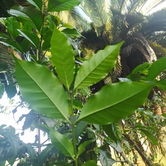 Coffea canephora
