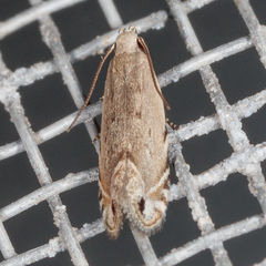 Battaristis nigratomella