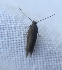 Scythris