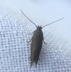 Scythris