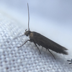 Scythris