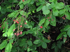 Amelanchier laevis