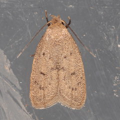 Inga obscuromaculella