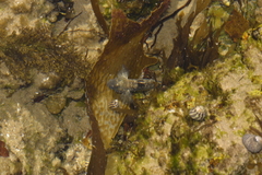 Bathygobius cocosensis