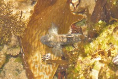 Bathygobius cocosensis