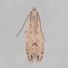 Battaristis nigratomella