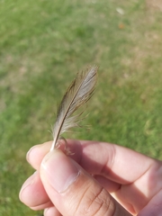 Psittaculidae