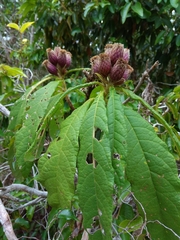 Oliganthes