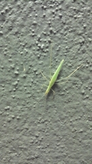 Oecanthus leptogrammus