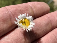 Erigeron oreophilus