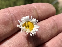 Erigeron oreophilus