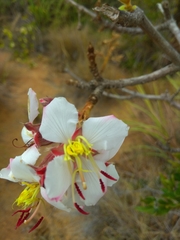 Dichaetanthera