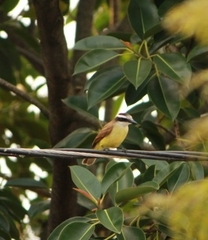 Pitangus sulphuratus