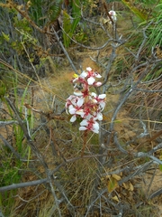 Dichaetanthera