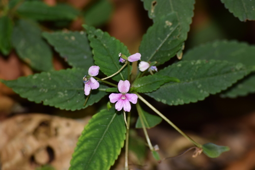 Impatiens dasysperma (Impatiens dasysperma)