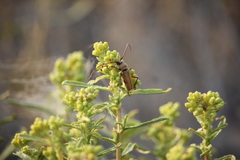 Crossidius suturalis