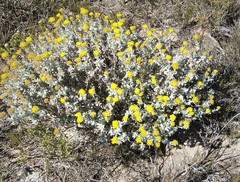 Helichrysum dasyanthum