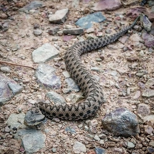 Lataste's Viper, Faro, PT, photo 6 of 10