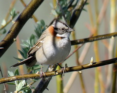 Zonotrichia capensis