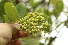 Viburnum